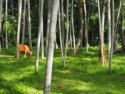 Cattle graze in a coconut plantation